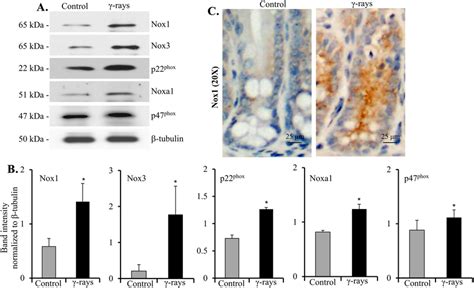 Upregulation Of Nadph Oxidase And Its Regulatory Components After