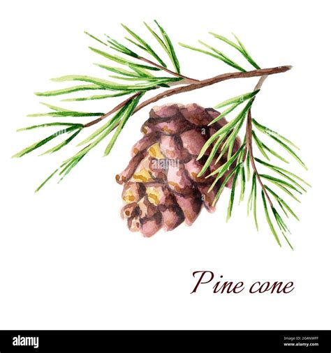 Pine cone. Watercolor illustration Stock Photo - Alamy