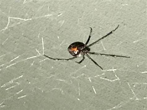 Spiders In Arizona Species And Pictures