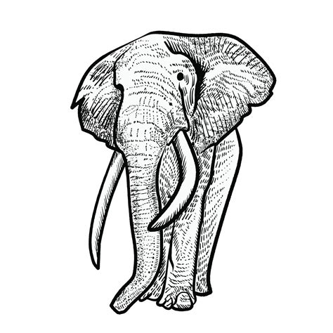 illustration of elephant sketch style 5095999 Vector Art at Vecteezy