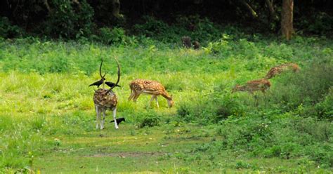 Nepal Wildlife Safari | 5 Best Nepal Jungle Safari Tours 2022/2023