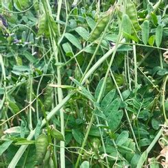 common vetch gsb brokers