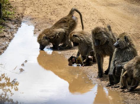 790+ Baboon Troops Stock Photos, Pictures & Royalty-Free Images - iStock