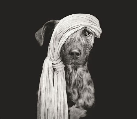 Delightfully Expressive Portraits Of Dogs By Elke Vogelsang | DeMilked