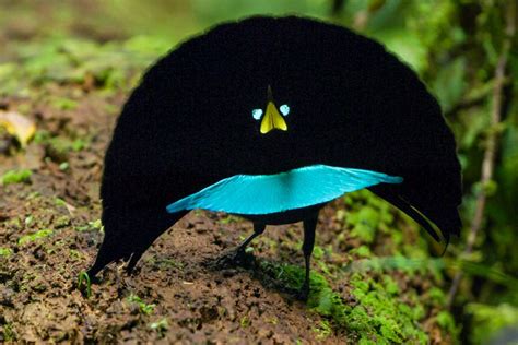 New Bird of Paradise Species Confirmed in New Guinea