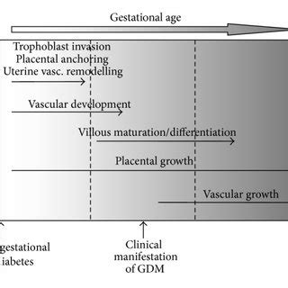 Graphical Representation Of Specific Windows Of Placental Development