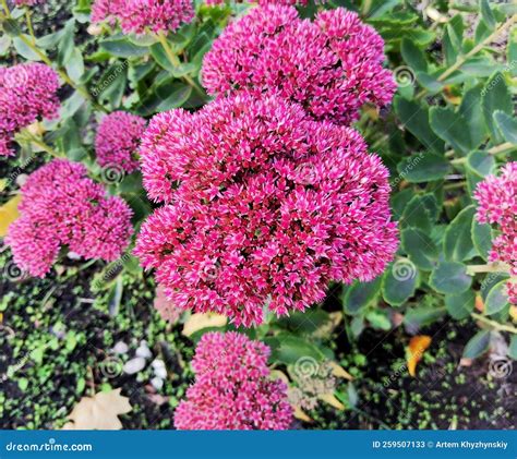 Hylotelephium Or Sedum Spectabile With Deep Pink Flowers Stock Image