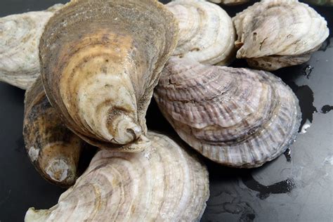 Can Oyster Aquaculture In The Chesapeake Bay Flourish Under Future Environmental And Economic