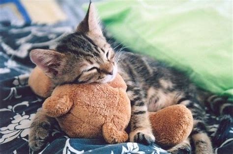 Cuddling Kitten Pictures, Photos, and Images for Facebook, Tumblr ...