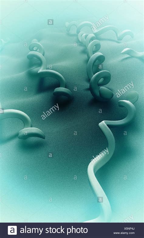 Treponema Pallidum Bacteria High Resolution Stock Photography And