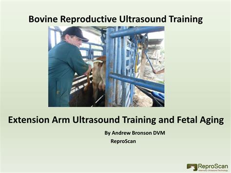 Bovine Reproductive Ultrasound Training Extension Arm Ultrasound Docslib