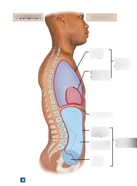 Ventral Body Cavity Diagram Quizlet