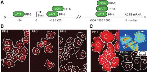 Efficient In Situ Detection Of Mrnas Using The Chlorella Virus Dna