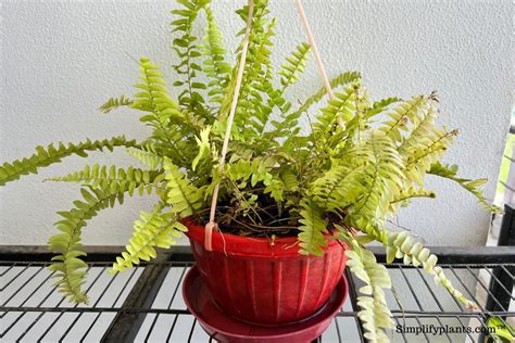 How To Save Overwatered Boston Fern A Step By Step Guide Simplify