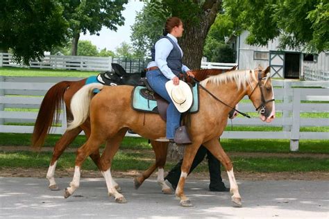 Kentucky Mountain Saddle Horse | Animal-World