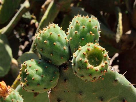 Festival Cultural Gastronomico Las Cactaceas En Tequisquiapan