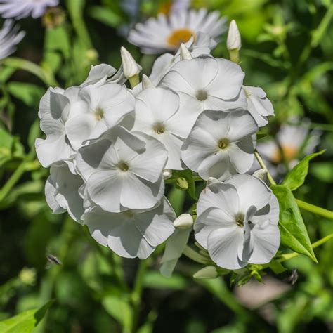 Phlox divaricata (Blue Phlox, Eastern Blue Phlox, Louisiana Phlox ...