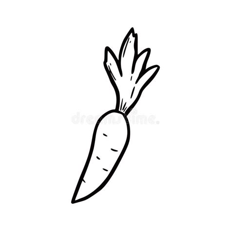 Hand Drawn Carrot Doodle Sketch Stock Vector Illustration Of