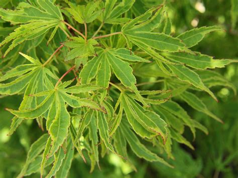 Dr Seuss Japanese Maple 7 Gal Lichtenfelts