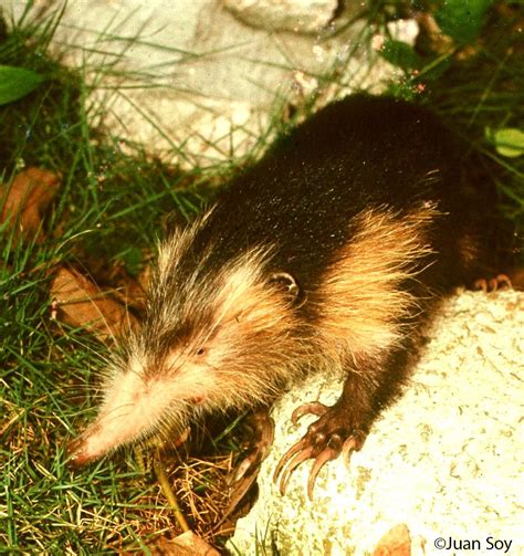 Cuban solenodon | Atopogale cubana