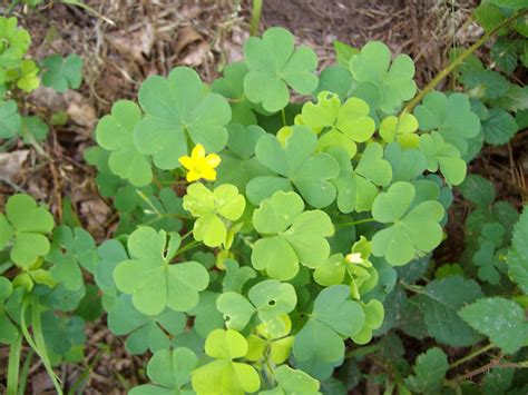 Yellow Woodsorrel Project Noah