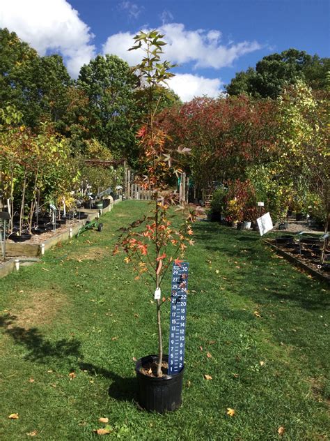 Liquidambar styraciflua ‘Worplesdon’ – Sweetgum – 15-Gallon – Catskill