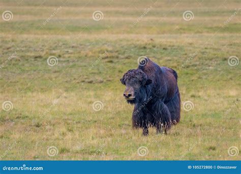 Black Male Yak In The Meadow Stock Photo Image Of Himalayan Hiking