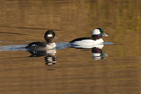 Bufflehead Duck Stock Photos, Pictures & Royalty-Free Images - iStock