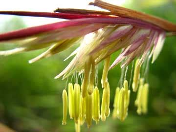 Flowering Bamboo | Bamboo Garden