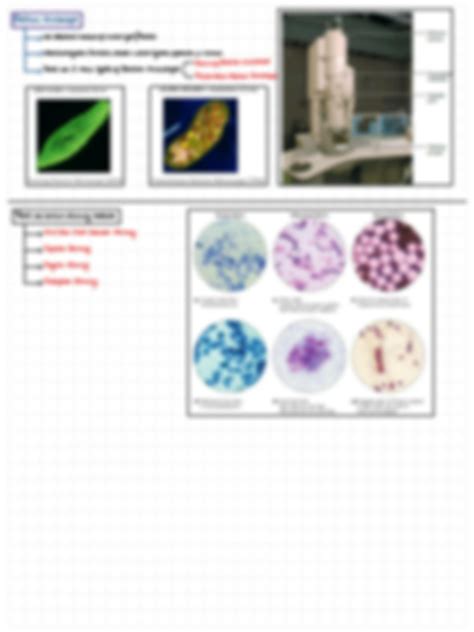 SOLUTION Introduction To Microbiology History And Microscopes Studypool