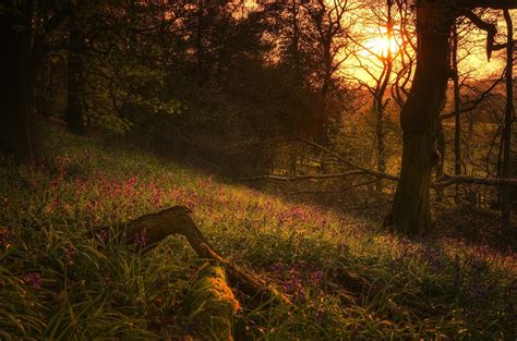 Green Grass Field Under Brown Trees Hd Wallpaper Wallpaper Flare