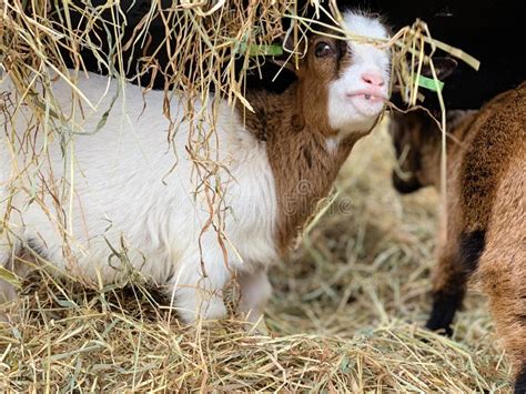 Curious Baby Goat Farm Pets Animals Stock Photo Image Of Peaceful