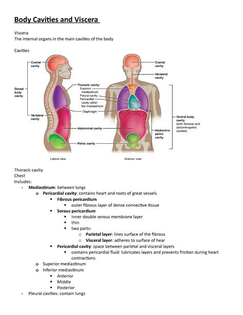 Body Cavities And Viscera Full Notes Body Cavities And Viscera