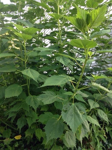 Perennial Hibiscus Varieties: A Comprehensive Guide