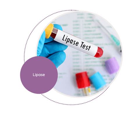 Lipase - MediScan Lab