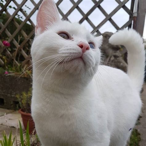 introducing roo  adventurous deaf cat