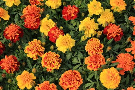 "African Marigold" Images – Browse 13,650 Stock Photos, Vectors, and ...