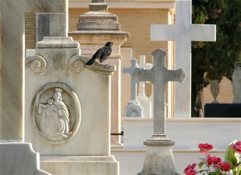 Mirlo Cementerio De San Fernando Sevilla Galba Flickr