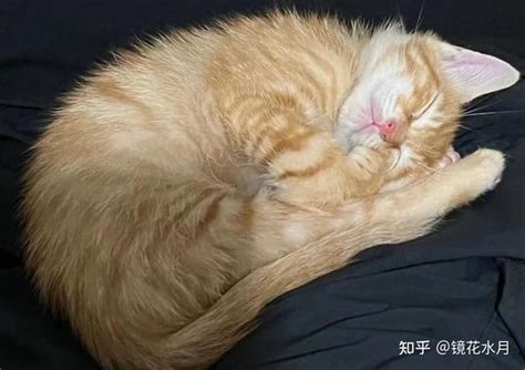 带猫猫去绝育，感觉被套路！ 知乎