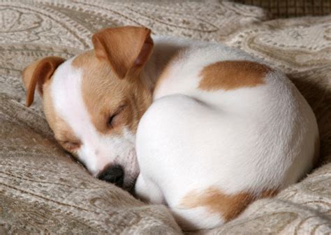 4 Odd Dog Sleeping Habits Explained