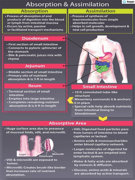 Absorption Assimilation 1 Min | PDF | Small Intestine ...