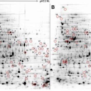 D Sds Page Protein Patterns Of E Coli Cells Unexposed A And Exposed