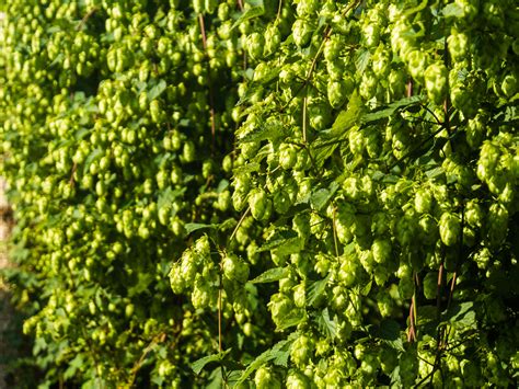 Hopfen Nordisch By Nature Zusammen Gebraut