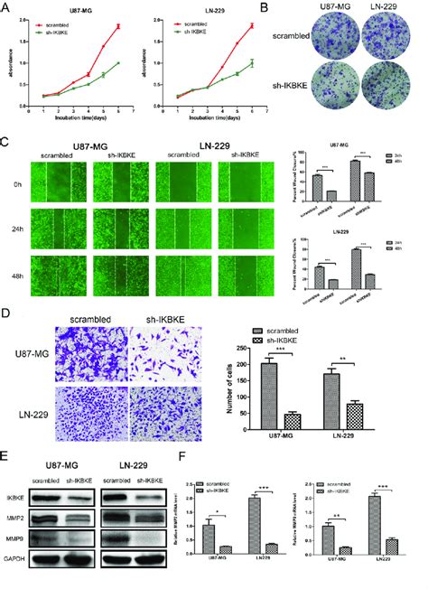 Knockdown Of Ikbke Inhibited Glioma Cell Proliferation Migration And Download Scientific