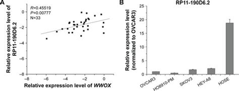 Full Article A New Tumor Suppressor Lncrna Rp11 190d62 Inhibits The