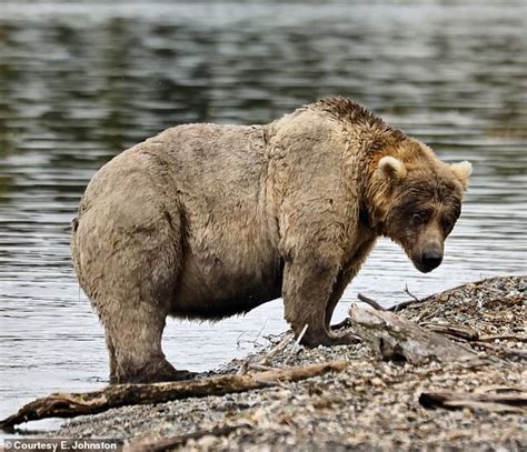 Fat Bear Week Arrives As The Biggest Brown Bears In Alaskas Katmai