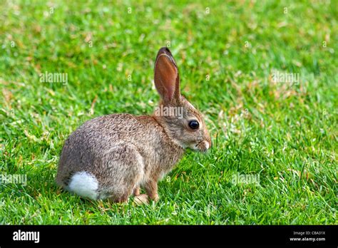 Wild Baby Bunny In San Diego California Stock Photo Alamy