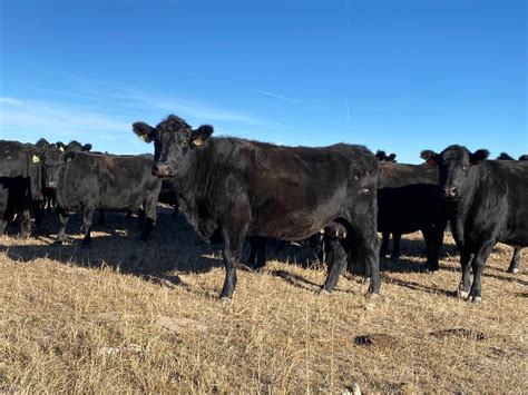 Blk Angus YO Mature Bred Cows BID PER HEAD Livestock BigIron