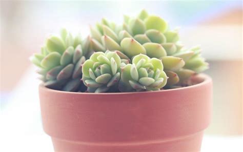 Succulent Wallpapers - Wallpaper Cave