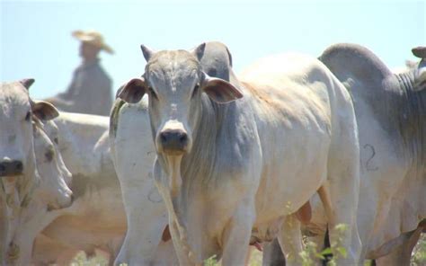 Arroba Do Boi Gordo No Sudoeste De Mato Grosso A Nica Alta No